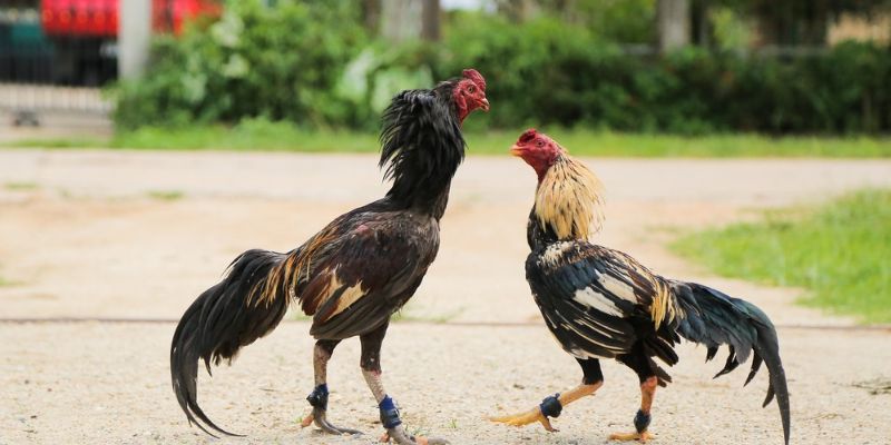 4 Kinh Nghiệm Chơi Đá Gà Chuẩn Xác Từ Các Cao Thủ Lão Làng 3 kinh nghiệm chơi đá gà